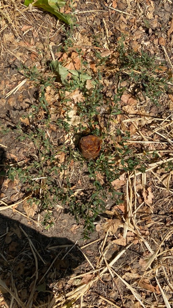 Giftköder-Possible poison bait-Profilbild