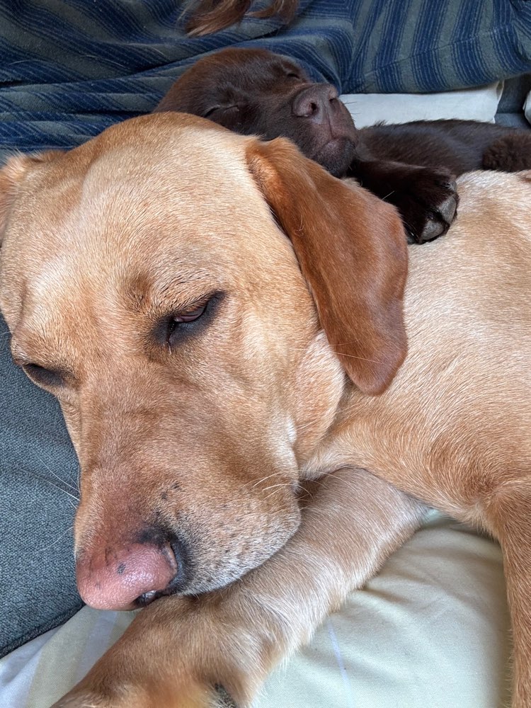 Hundetreffen-Welpentreff/ Spielstunde-Profilbild