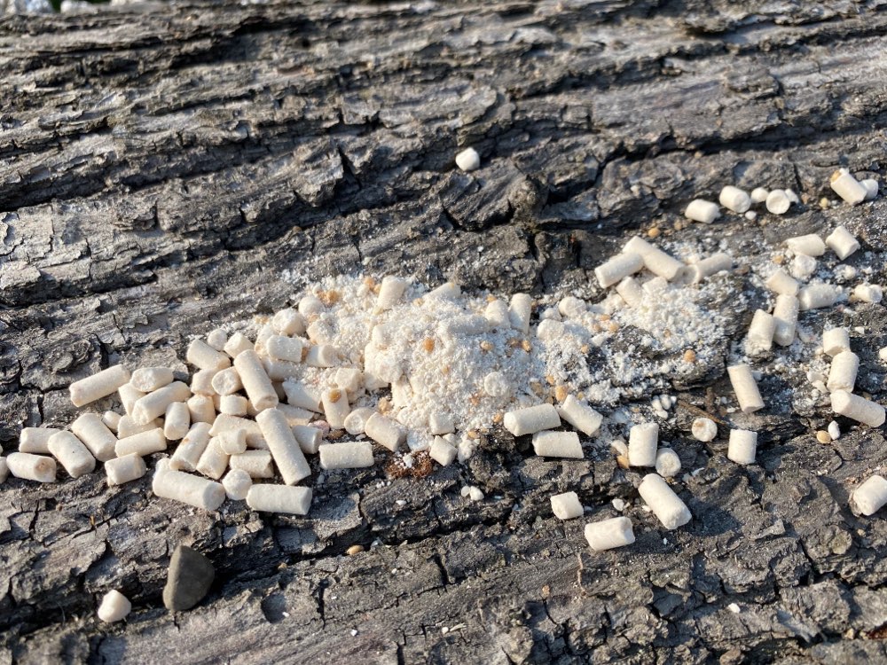 Giftköder-Möglicher Giftköder-Profilbild