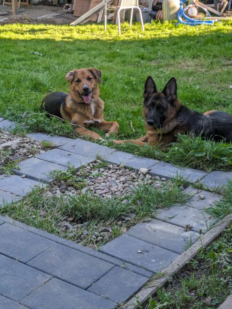 Hundetreffen-Gassi Runde-Profilbild