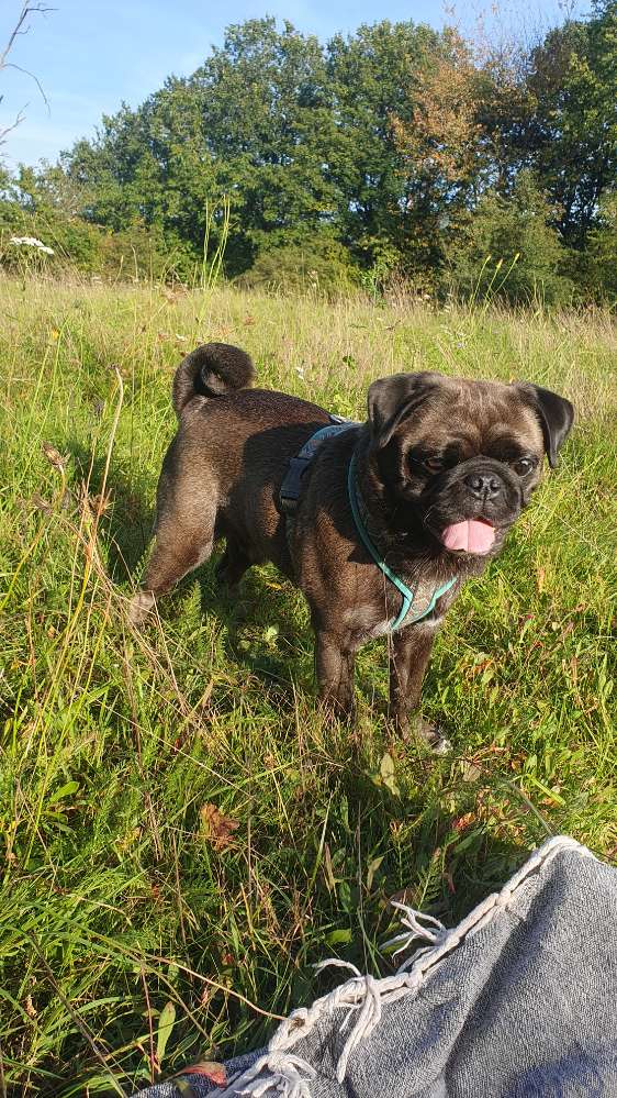 Hundetreffen-Gassirunde-Profilbild