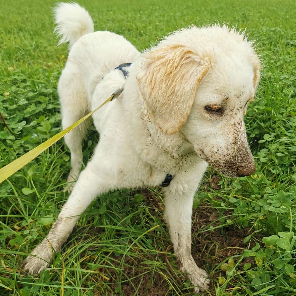 Hundetreffen-Spieltreffen und Spaziergang-Profilbild