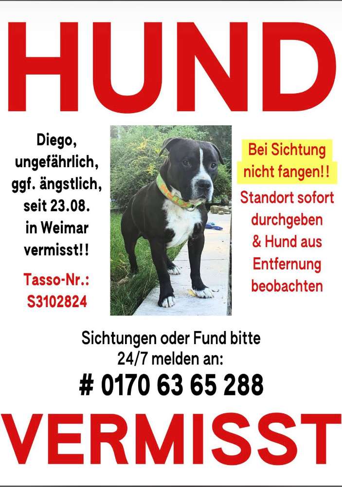 Suchmeldung-Diego-Profilbild