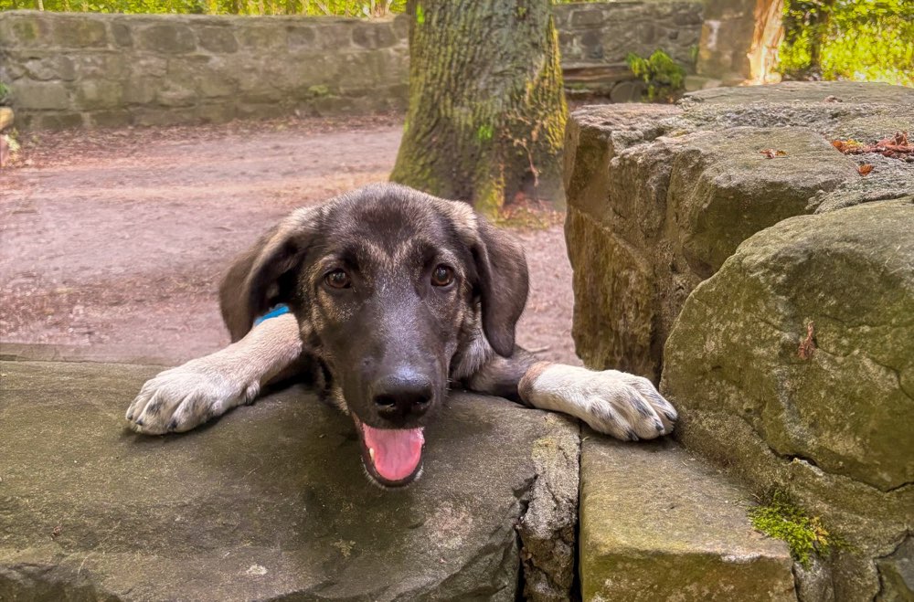 Hundetreffen-Junghündin sucht Spielkameraden-Profilbild
