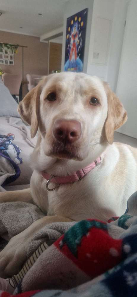Hundetreffen-Suche einen liebevollen Labrador Deckrüden.-Profilbild
