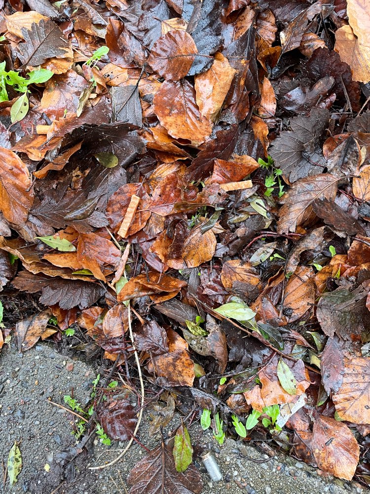 Giftköder-Mögliche Giftköder-Profilbild