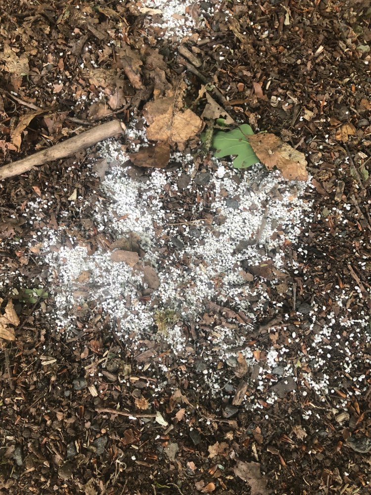 Giftköder-Weißes Streuzeug am Libellengrund-Profilbild