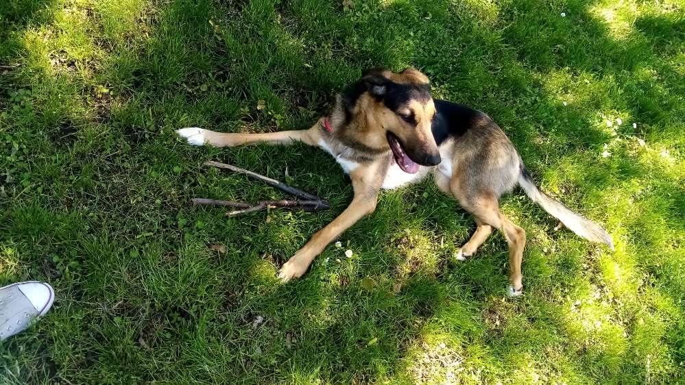 Hundetreffen-Spielfreunde in Halle-Profilbild