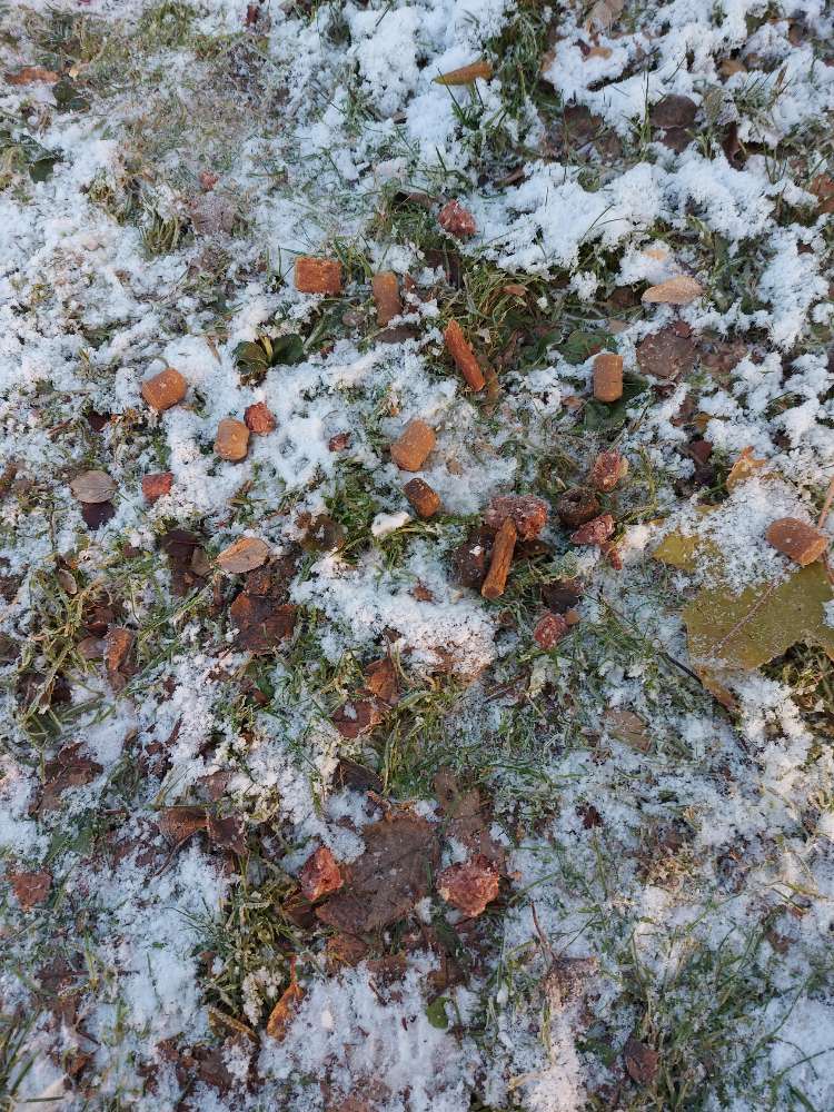 Giftköder-Hundefutter in der Wiese-Profilbild