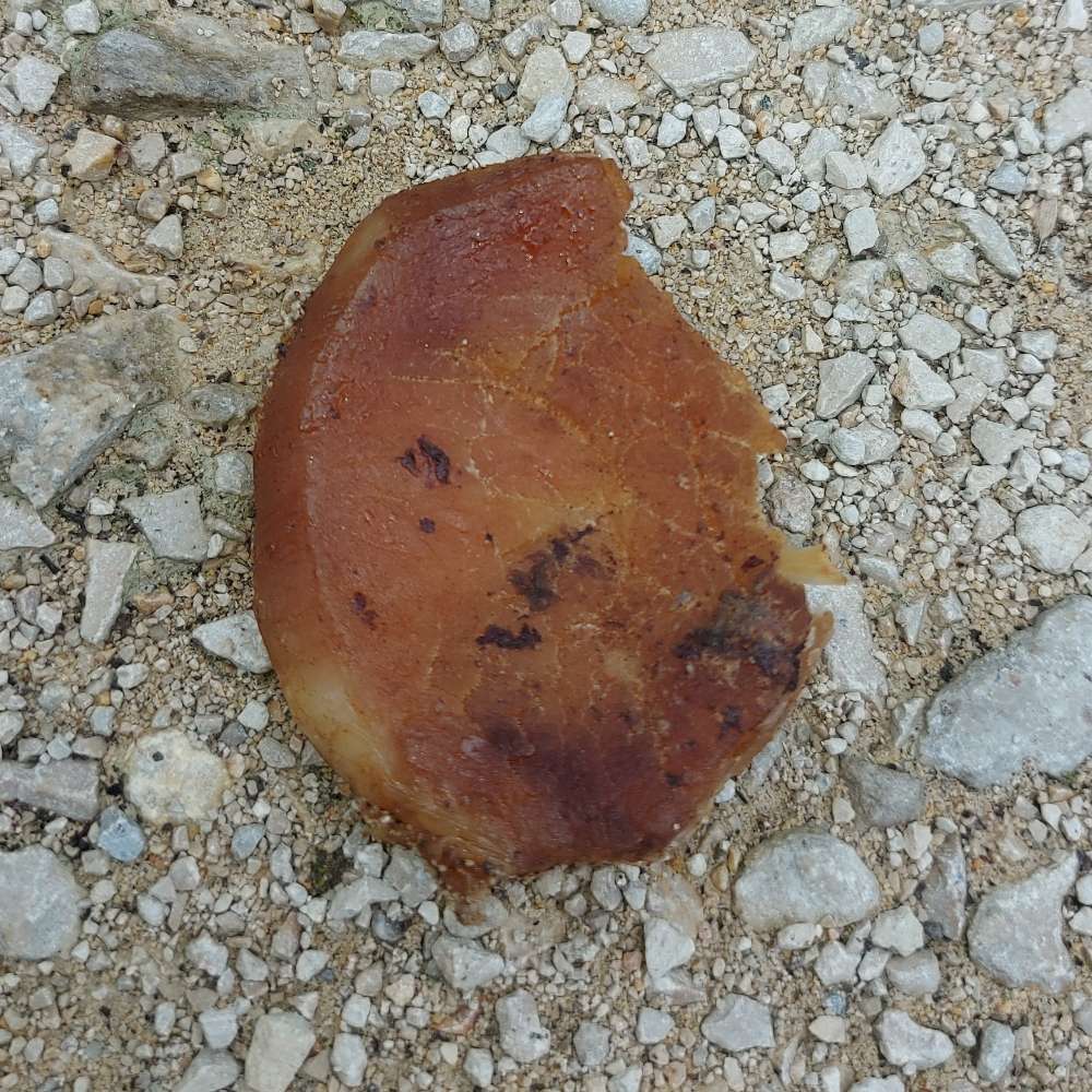 Giftköder-Fleisch auf dem Weg.-Profilbild