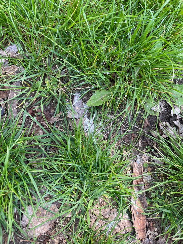 Giftköder-Rattengift-Profilbild