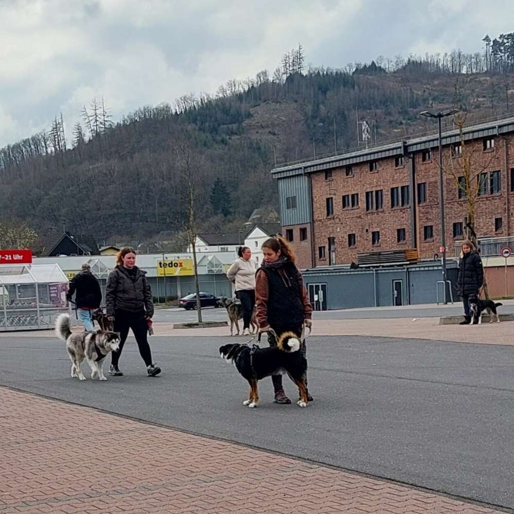 Hundetreffen-Sonntagsschule-Profilbild