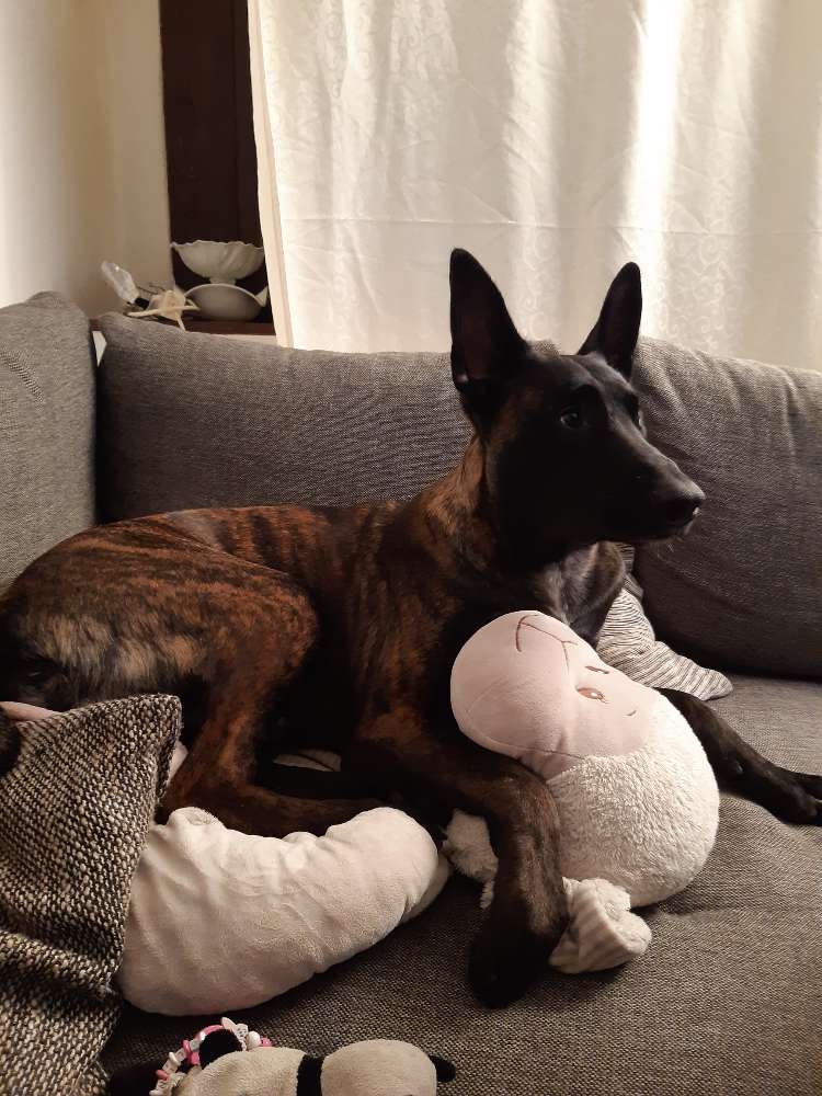 Hundetreffen-Große Hunde-Profilbild