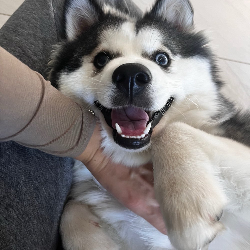 Hundetreffen-Spielkamerad/Trainingspartner gesucht-Profilbild