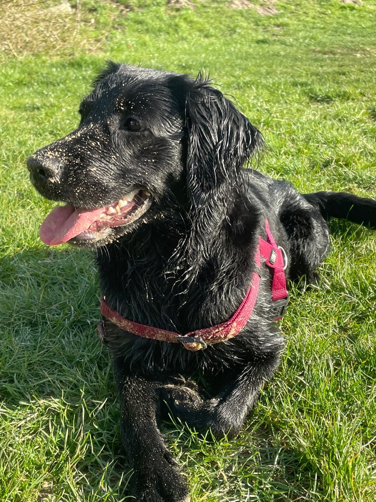 Hundetreffen-Zum Spielen und toben-Profilbild