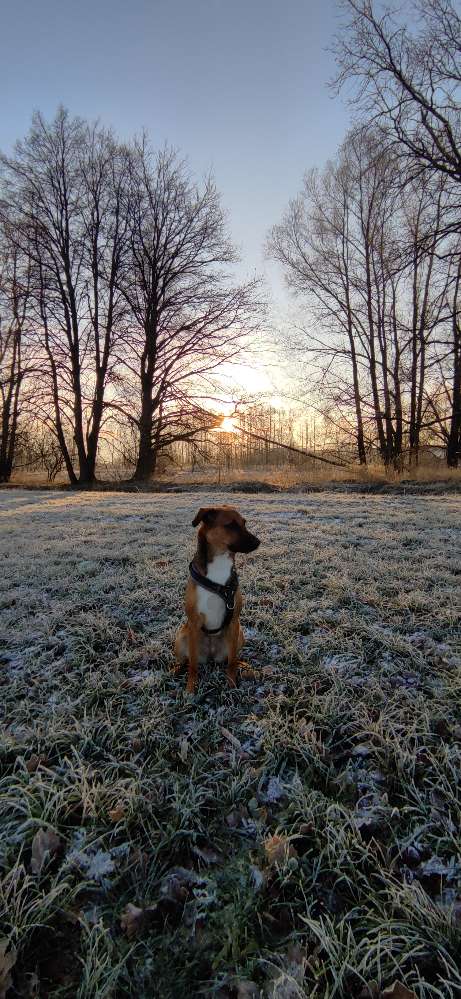 Hundetreffen-Suchen gut sozialisierte Spielfreunde-Profilbild