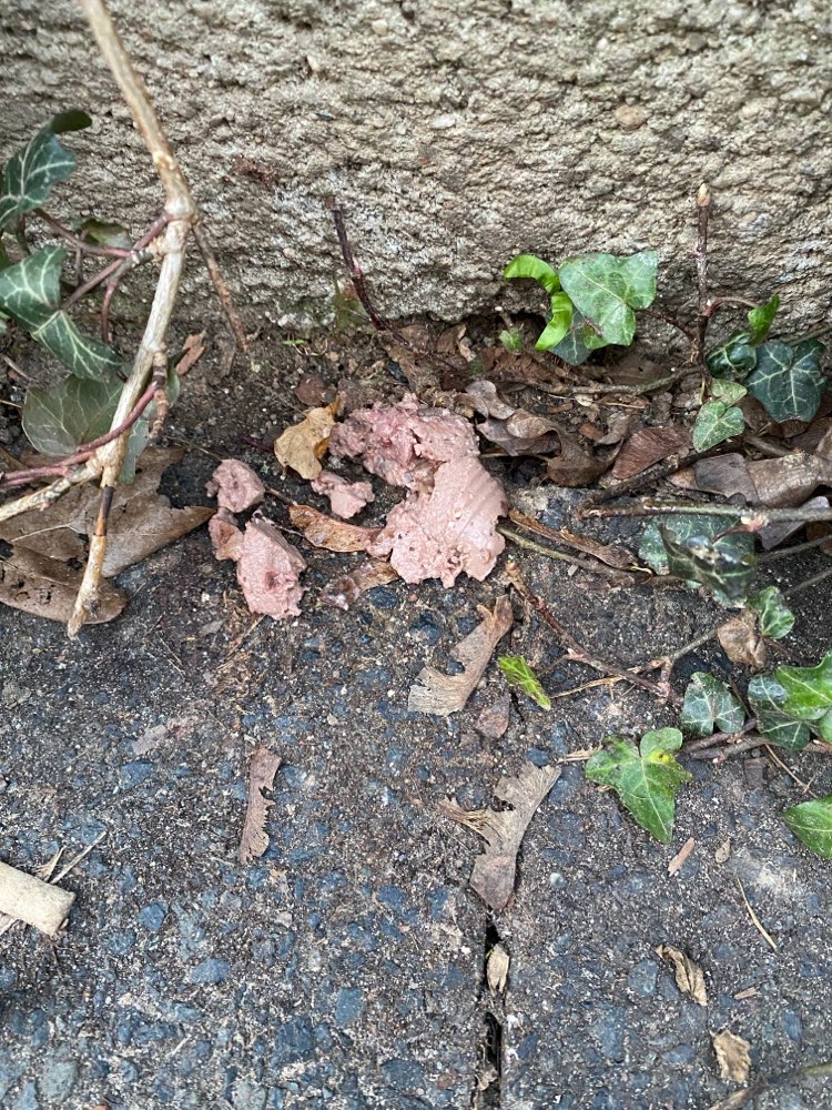 Giftköder-Ausgelegtes Nassfutter-Profilbild