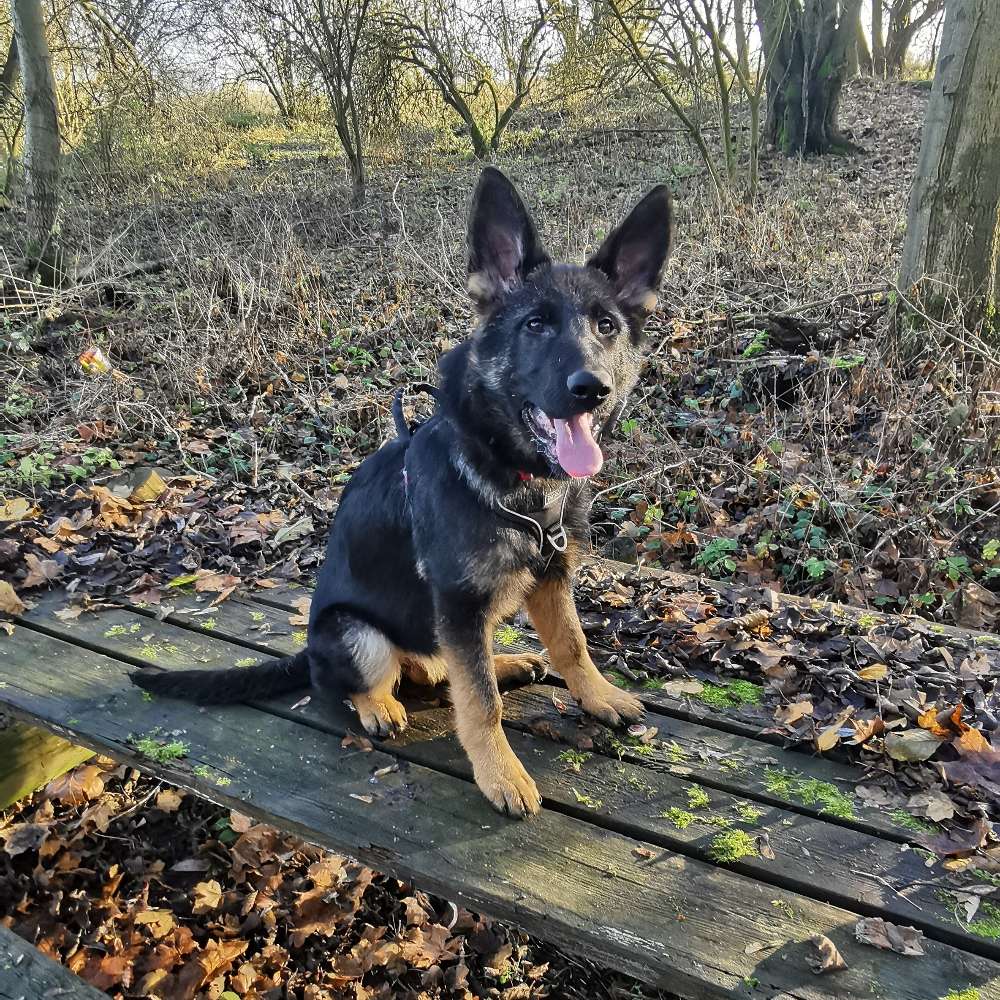 Hundetreffen-Hundetreffen ,Spaziergehrunde-Profilbild