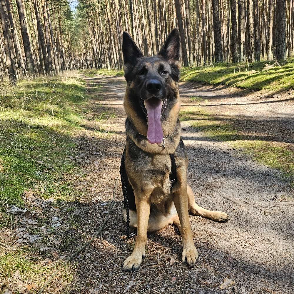 Hundetreffen-Hundetreffen ,Spaziergehrunde-Profilbild