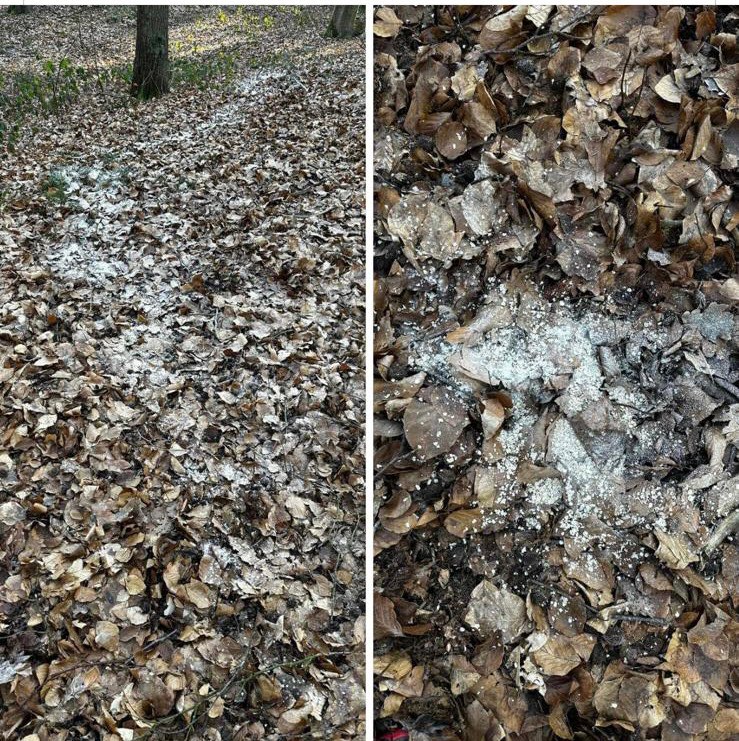 Giftköder-Weißes Pulver im Füchteler Wald-Profilbild