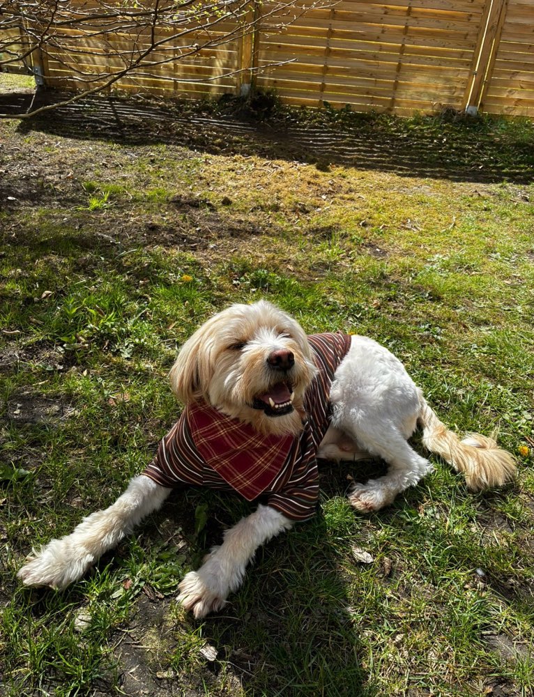 Hundetreffen-Sonnenschein sucht Spielfreunde🩷-Profilbild