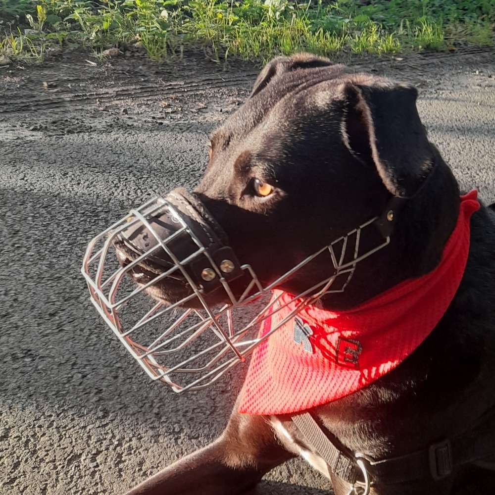 Hundetreffen-Social Walk für starken Leinenpöbler mit Maulkorb-Profilbild