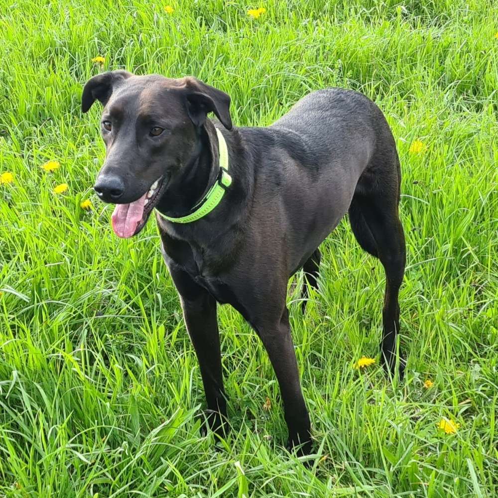 Hundetreffen-Entspannte Hunderunde-Profilbild