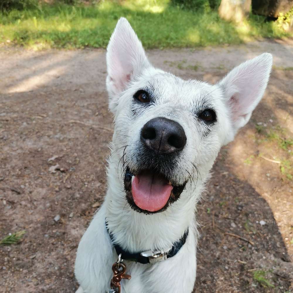 Hundetreffen-Gassi gehen, Spielen etc-Profilbild
