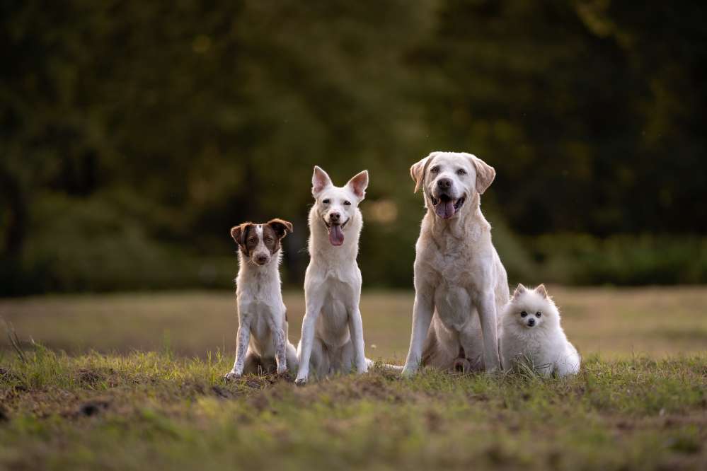 Hundetreffen-Social Walk-Profilbild