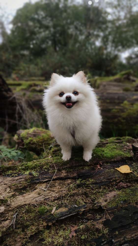 Hundetreffen-Hundebegegnungen üben.-Profilbild