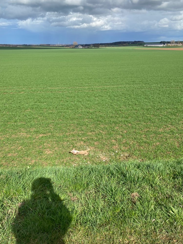 Giftköder-Toter Hase unmittelbar am Weg-Profilbild