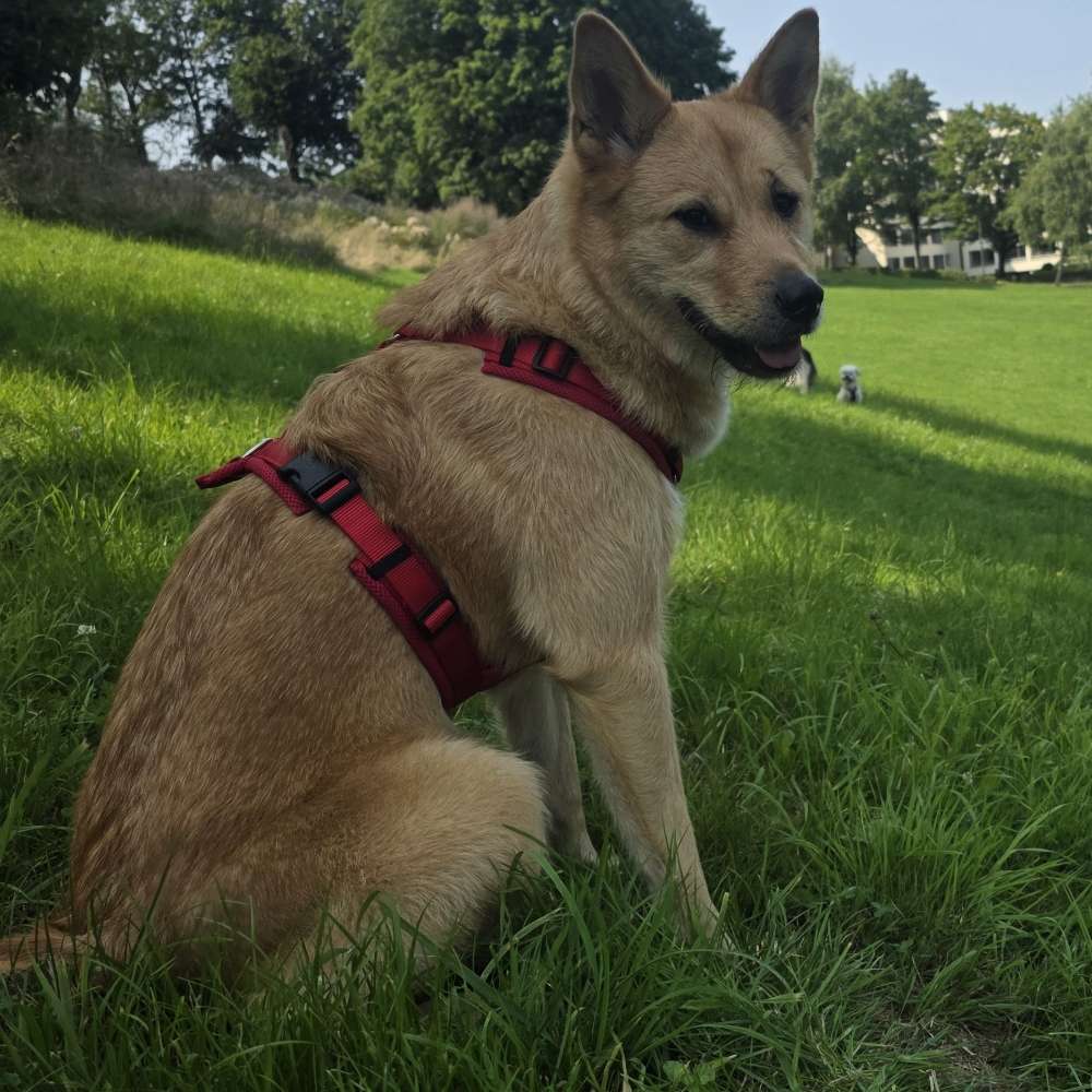 Hundetreffen-Bonnie sucht Spielpartner-Profilbild