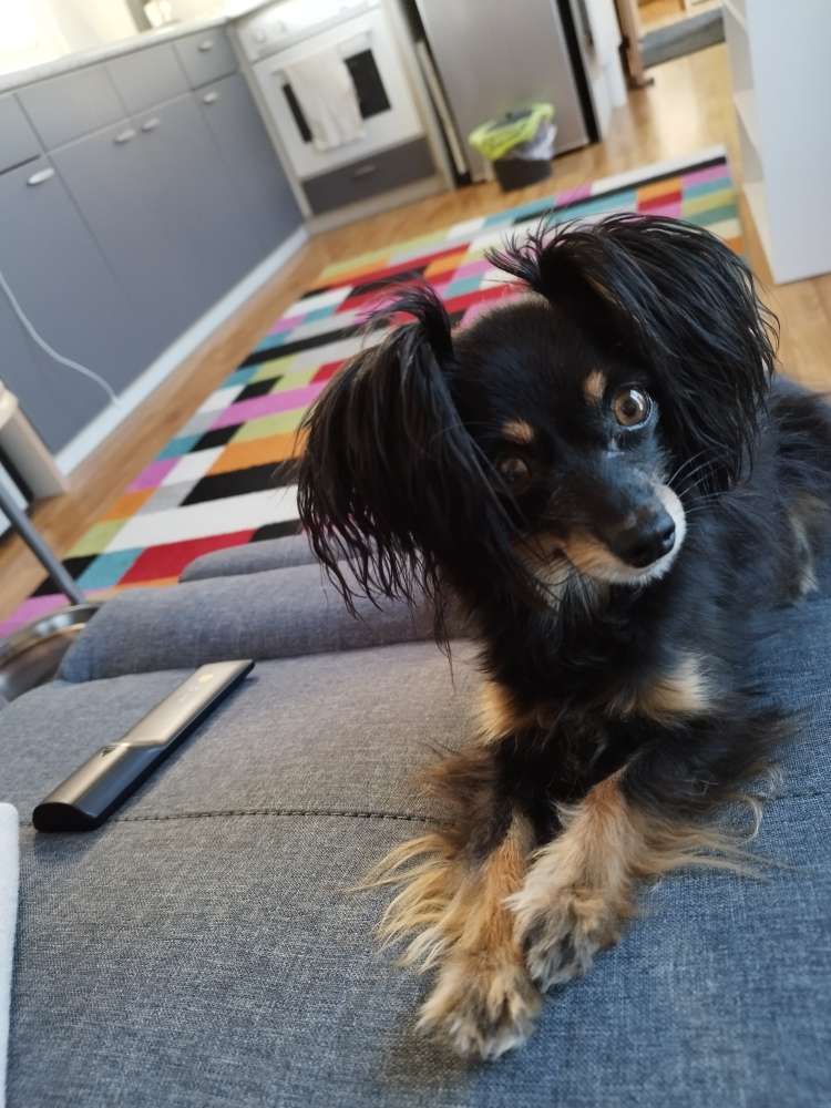 Hundetreffen-Kleinhundetreffen bis 6kg-Profilbild