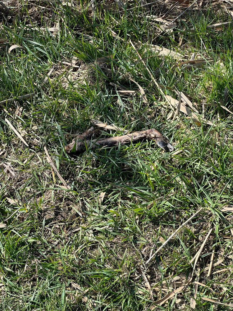 Giftköder-Rehbein-Profilbild