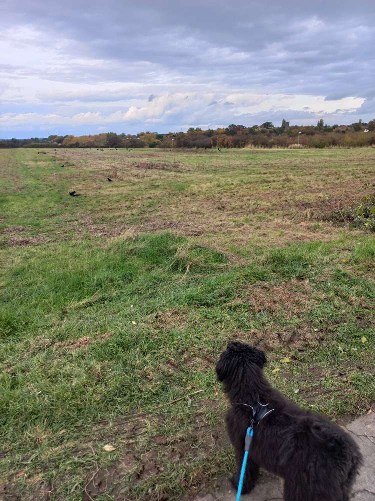 Hundetreffen-Spielfreunde gesucht-Profilbild