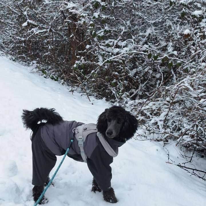 Hundetreffen-Spielfreunde gesucht-Profilbild