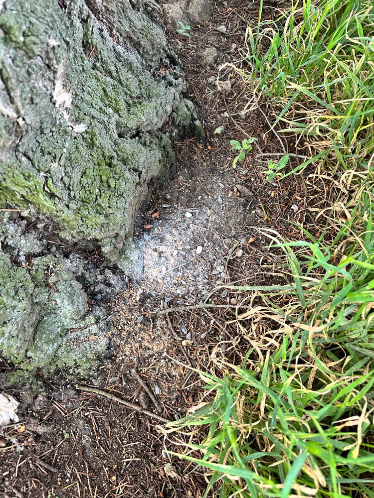 Giftköder-Weißes Pulver und Samenkörner-Profilbild