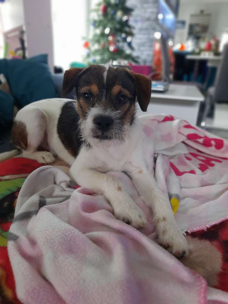 Hundetreffen-Gassi und Spielrunde nach Absprache-Profilbild