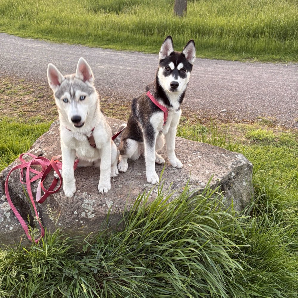 Hundetreffen-Spielfreunde gesucht-Profilbild
