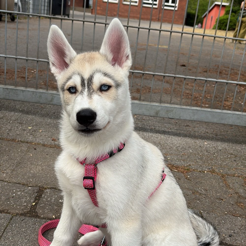 Hundetreffen-Welpentreff-Profilbild