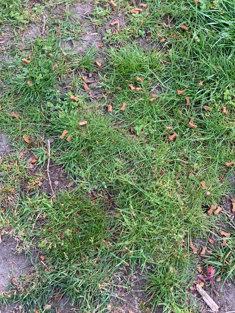 Giftköder-Hundeleckerchen-Profilbild