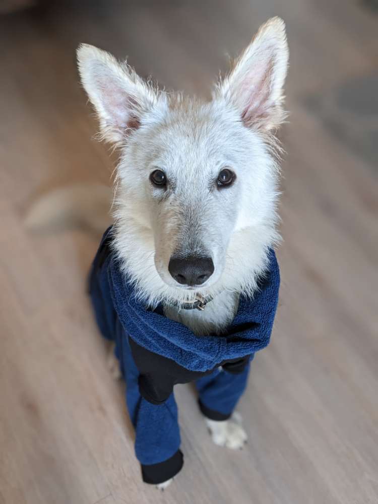 Hundetreffen-Suche souveräne (n) Hund(e) für Spaziergänge-Profilbild