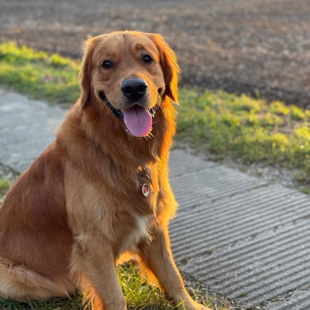 Hundetreffen-Konrad sucht Hundekumpels!-Profilbild