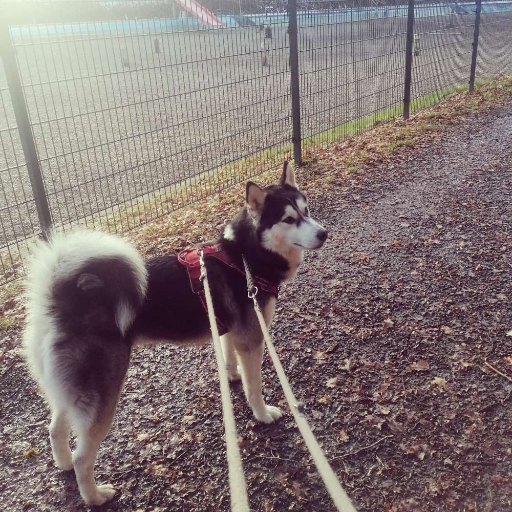 Hundetreffen-Soziale Kontakte knüpfen-Profilbild