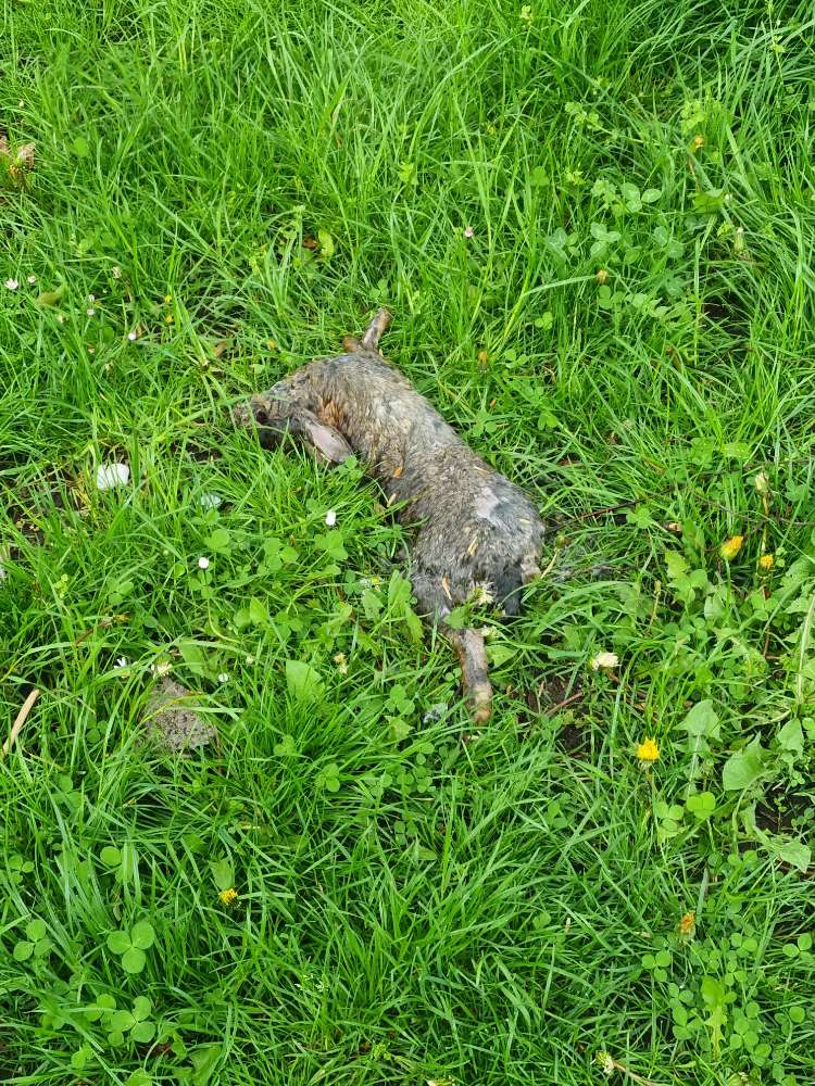 Giftköder-Toter Hase-Profilbild