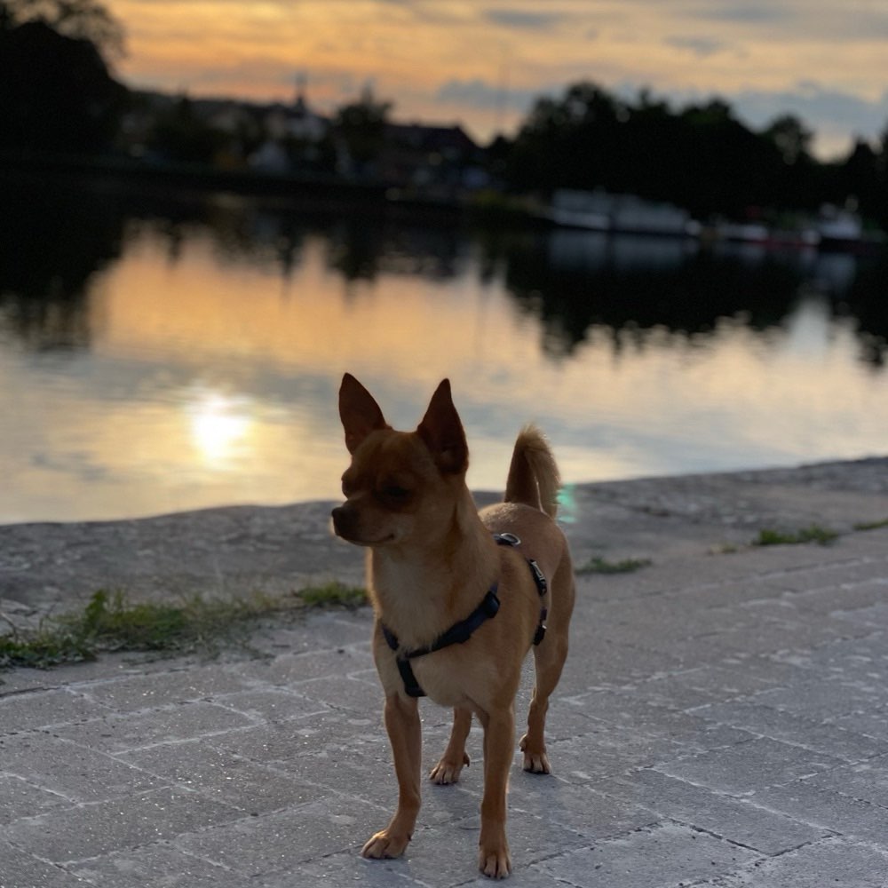 Hundetreffen-Lio sucht kleine Spazier- und Spielkameraden-Profilbild