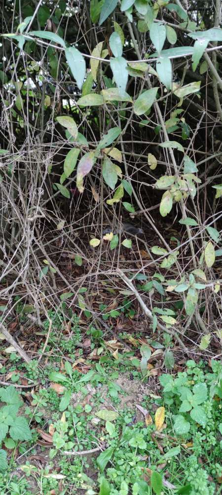 Giftköder-Totes Kaninchen-Profilbild