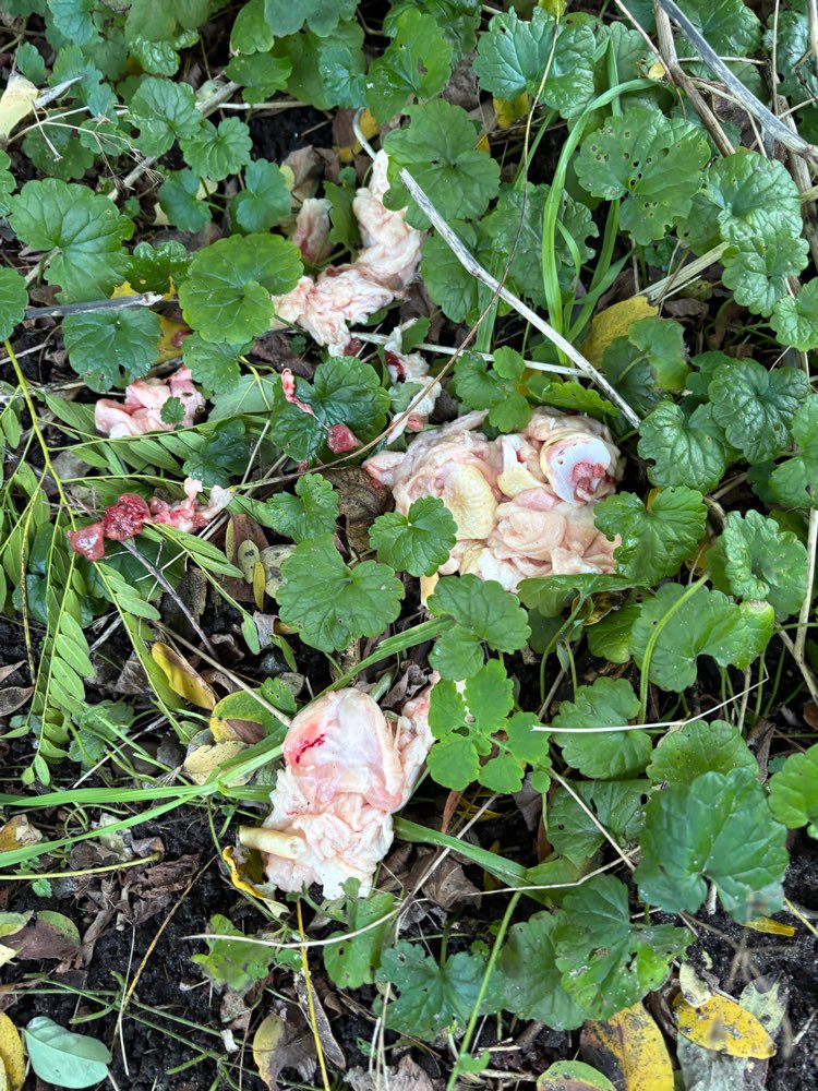 Giftköder-Fleischreste oder Ähnliches am Baum-Profilbild