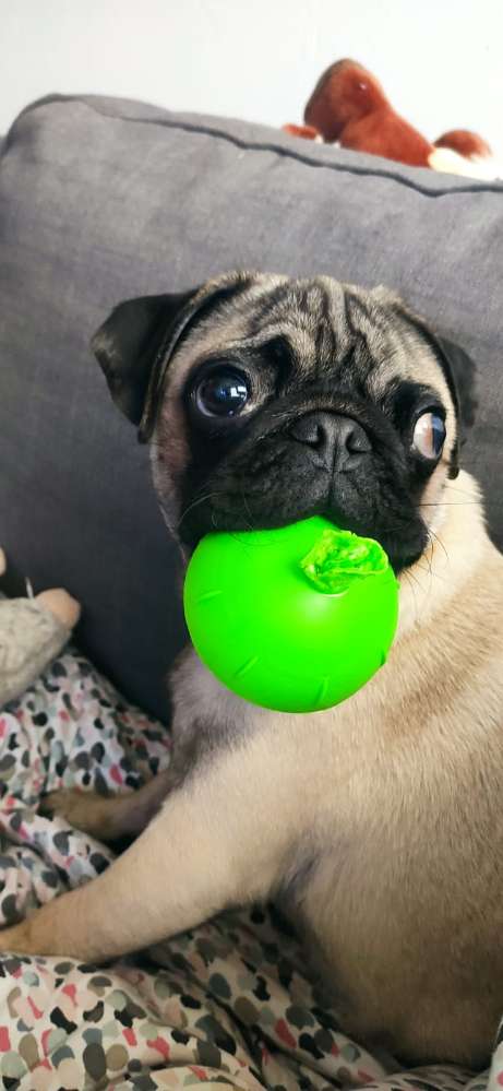 Hundetreffen-Mopstreffen Köln-Profilbild