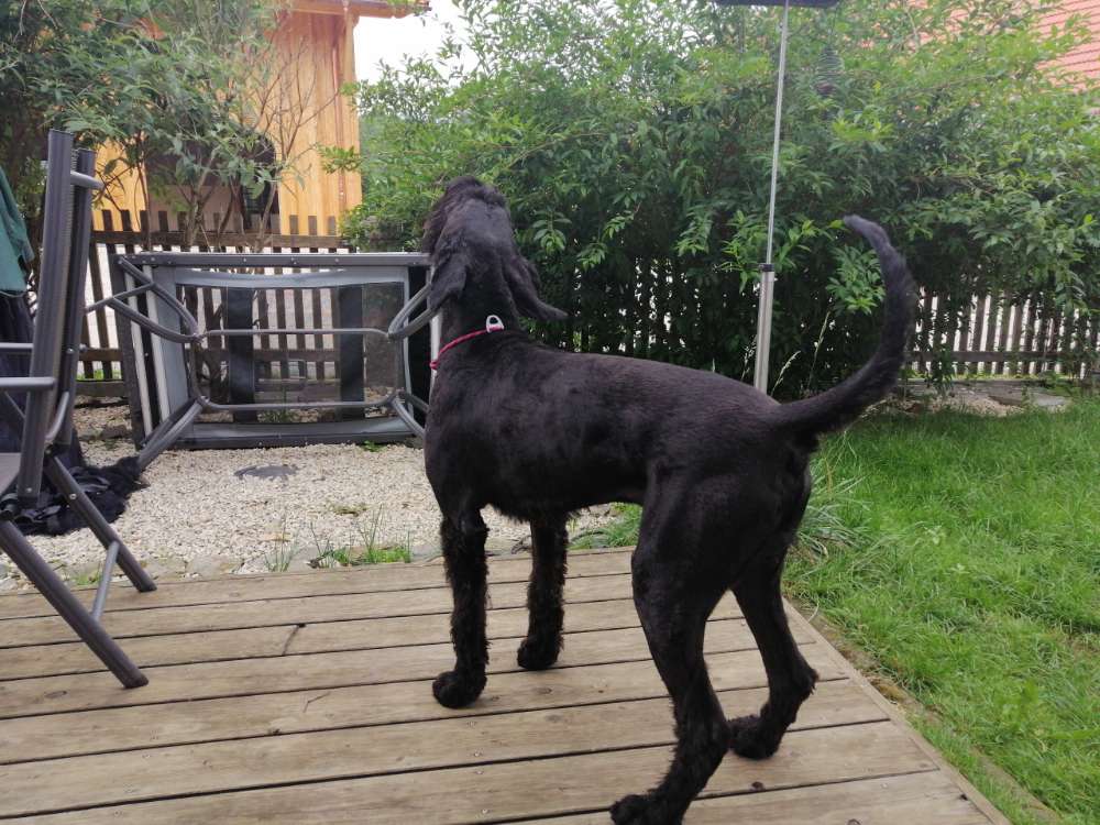 Hundetreffen-Riesenschnauzer zum spielen gesucht-Profilbild